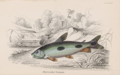 Лепоринус (Curimatus obtusidens (лат.)) (лист 25 тома XL "Библиотеки натуралиста" Вильяма Жардина, изданного в Эдинбурге в 1860 году)