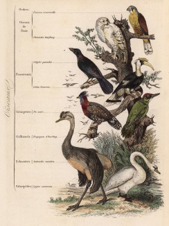 Отряды класса птиц (иллюстрация к работе Ахилла Конта Musée d'histoire naturelle, изданной в Париже в 1854 году)