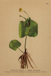 Лютик татранский (Ranunculus thora (лат.)) (из Atlas der Alpenflora. Дрезден. 1897 год. Том II. Лист 136)