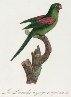 Красногорлый попугайчик (лист 46 иллюстраций к первому тому Histoire naturelle des perroquets Франсуа Левальяна. Изображения попугаев из этой работы считаются одними из красивейших в истории. Париж. 1801 год)