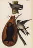 Ласточка лесная пурпурная (Progne subis), а также самец (2) и самка (3) канадского поползня (Sitta canadensis) (лист 58 известной работы Бенджамина Уоррена "Птицы Пенсильвании", иллюстрированной по мотивам оригиналов Джона Одюбона. США. 1890 год)