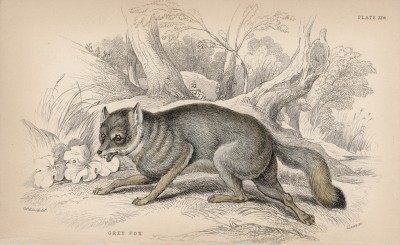 Серая лиса (Vulpes cinereus (лат.)) (лист 22* тома V "Библиотеки натуралиста" Вильяма Жардина, изданного в Эдинбурге в 1840 году)