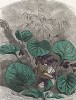 Скромные Фиалки прячутся под листочками. Les Fleurs Animées par J.-J Grandville. Париж, 1847
