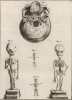 Анатомия. Строение черепа. (Ивердонская энциклопедия. Том I. Швейцария, 1775 год)