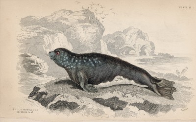 Тюлень-монах, или белобрюхий тюлень (Phoca monachus (лат.)), водился в Чёрном море до конца XIX века (лист 13 тома VI "Библиотеки натуралиста" Вильяма Жардина, изданного в Эдинбурге в 1843 году)