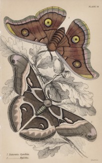 Павлиноглазка цинтия и Mylitta на ветке с жёлудями (1. Saturnia Cynthia 2.S. Mylitta (лат.)) (лист 14 XXXVII тома "Библиотеки натуралиста" Вильяма Жардина, изданного в Эдинбурге в 1843 году)