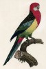 Разноцветный попугайчик (лист 28 иллюстраций к первому тому Histoire naturelle des perroquets Франсуа Левальяна. Изображения попугаев из этой работы считаются одними из красивейших в истории. Париж. 1801 год)