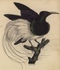 Каравайка (лист из альбома литографий "Галерея птиц... королевского сада", изданного в Париже в 1825 году)