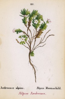 Проломник альпийский (Androsace alpina (лат.)) (лист 337 известной работы Йозефа Карла Вебера "Растения Альп", изданной в Мюнхене в 1872 году)