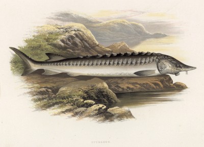 Осётр (иллюстрация к "Пресноводным рыбам Британии" -- одной из красивейших работ 70-х гг. XIX века, выполненных в технике хромолитографии)