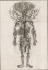 Анатомия. Артерии по Драку. (Ивердонская энциклопедия. Том I. Швейцария, 1775 год)