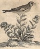 Щеглёнок. Cardello (ит.). Из первого (1622 г.) издания работы итальянского философа и натуралиста Джованни Пьетро Олины (1585-1645) Uccelliera overo discorso della natura, e proprieta di diversi uccelli, e in particolare di que' che cantano…