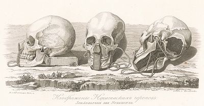 Изображение нукагивских черепов