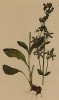 Шверция пиренейская (Sweertia perennis (лат.)) (из Atlas der Alpenflora. Дрезден. 1897 год. Том IV. Лист 352)
