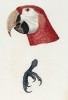Красный ара, или араканга. Самец (лист 2bis. иллюстраций к первому тому Histoire naturelle des perroquets Франсуа Левальяна. Изображения попугаев из этой работы считаются одними из красивейших в истории. Париж. 1801 год)