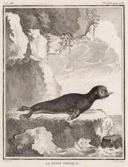 Детёныш тюленя (лист XLI иллюстраций к шестому тому знаменитой "Естественной истории" графа де Бюффона, изданному в Париже в 1756 году)