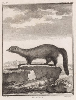 Пекан (илька), или куница-рыболов -- одно из немногих животных, способных охотиться на дикобраза (лист XXX иллюстраций к шестому тому знаменитой "Естественной истории" графа де Бюффона, изданному в Париже в 1756 году)