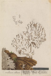 Белый коралл (Corallum album (лат.)) (лист 343 "Гербария" Элизабет Блеквелл, изданного в Нюрнберге в 1757 году)