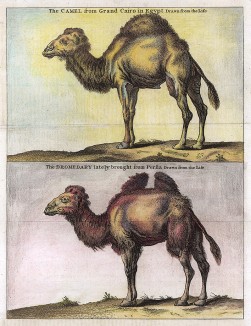 Верблюды из Египта и Персии. Английская гравюра конца XVIII столетия