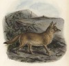 Лиса бледная (лист XXXIV иллюстраций к известной работе Джорджа Миварта "Семейство волчьих". Лондон. 1890 год)