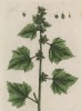 Дурнишник обыкновенный (ежовник, дуркоман) (Xanthium (лат.)) -- травянистое однолетнее растение из семейства астровые (лист 444 "Гербария" Элизабет Блеквелл, изданного в Нюрнберге в 1760 году)