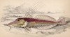 Тригла панцирная, или вооружённый морской петух (Peristedion cataphractum (лат.)) (лист 13 тома XXVIII "Библиотеки натуралиста" Вильяма Жардина, изданного в Эдинбурге в 1843 году)