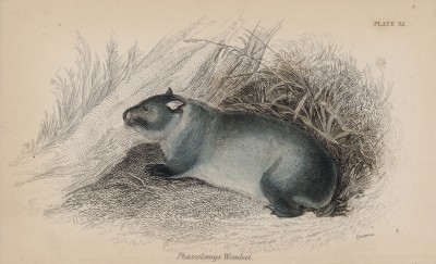 Вомбат (Phascolomys Wombat (лат.)) (лист 32 тома VIII "Библиотеки натуралиста" Вильяма Жардина, изданного в Эдинбурге в 1841 году)