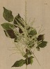 Арункус (или волжанка) лесной (Aruncus silvestris (лат.)) (из Atlas der Alpenflora. Дрезден. 1897 год. Том II. Лист 176)