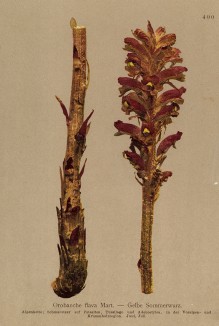 Заразиха жёлтая (Orobanche flava (лат.)) (из Atlas der Alpenflora. Дрезден. 1897 год. Том IV. Лист 400)