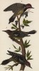 Самец (1), самка (2) и птенец (3) дятла желтобрюхого (Sphyrapicus varius) (лист 77 известной работы Бенджамина Уоррена "Птицы Пенсильвании", иллюстрированной по мотивам оригиналов Джона Одюбона. США. 1890 год)