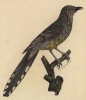 Седлоспинная гуйя (Creadion carunculatus (лат.)) (лист из альбома литографий "Галерея птиц... королевского сада", изданного в Париже в 1822 году)