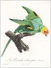 Копия «Желтоголовый амазон (лист 33 иллюстраций к первому тому Histoire naturelle des perroquets Франсуа Левальяна. Изображения попугаев из этой работы считаются одними из красивейших в истории. Париж. 1801 год)»