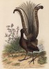 Лирохвост, или птица-лира (иллюстрация к работе Ахилла Конта Musée d'histoire naturelle, изданной в Париже в 1854 году)