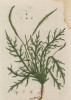 Подорожник (Plantago Coronapus (лат.)) (лист 460 "Гербария" Элизабет Блеквелл, изданного в Нюрнберге в 1760 году)