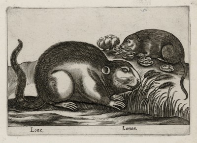 Нутрия (лист из альбома Nova raccolta de li animali piu curiosi del mondo disegnati et intagliati da Antonio Tempesta... Рим. 1651 год)