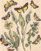 Бабочки семейства совок. "Книга бабочек" Фридриха Берге, Штутгарт, 1870. 