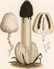 Весёлка обыкновенная, Ithyphallus impudicus (L.) Fr. (лат.). Дж.Бресадола, Funghi mangerecci e velenosi, т.II, л.200. Тренто, 1933
