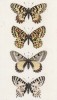 Бабочки рода Thais: Hypsipule (1), Medesicaste (2), рода Doritis: Apollina (3), рода Thais: Cerisyi (4) (лат.) (лист 27)