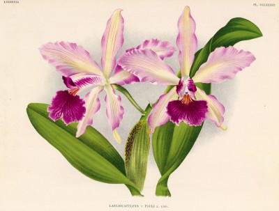 Орхидея LAELIOCATTLEYA x PAULI (лат.) (лист CCLXXXIV Lindenia Iconographie des Orchidées - обширнейшей в истории иконографии орхидей. Брюссель, 1902)