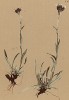 Кошачья лапка карпатская (Antennaria carpatica (лат.)) (из Atlas der Alpenflora. Дрезден. 1897 год. Том V. Лист 445)