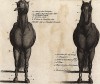 Места на теле лошади, которые необходимо регулярно осматривать на наличие поражений и заболеваний. Часть 5. Лондон, 1758