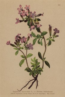 Мыльнянка базиликовидная (из Atlas der Alpenflora. Дрезден. 1897 год. Том I. Лист 96)