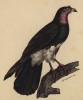 Американский ястреб (Ibycteus Leucogasterus (лат.)) (лист из альбома литографий "Галерея птиц... королевского сада", изданного в Париже в 1822 году)