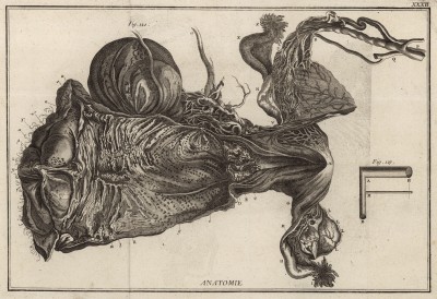 Анатомия. Строение матки по Галлеру (Ивердонская энциклопедия. Том I. Швейцария, 1775 год)