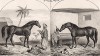 Чистокровная арабская лошадь, ппреподнесенная её величеству имамом Муската. Берберский конь. The Book of Field Sports and Library of Veterinary Knowledge. Лондон, 1864. 