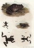 Коллекция жаб и лягушек со всего мира (из Naturgeschichte der Amphibien in ihren Sämmtlichen hauptformen. Вена. 1864 год)