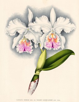 Орхидея CATTLEYA MOSSIAE MADAM LUSIEN LINDEN (лат.) (лист DCCXXXIII Lindenia Iconographie des Orchidées - обширнейшей в истории иконографии орхидей. Брюссель, 1901)