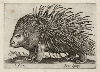 Дикобраз (лист из альбома Nova raccolta de li animali piu curiosi del mondo disegnati et intagliati da Antonio Tempesta... Рим. 1651 год)