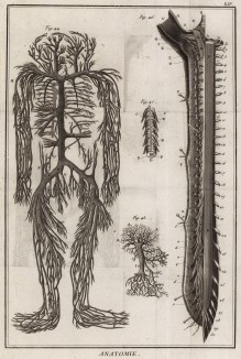 Анатомия. Ствол полой вены и ствол воротной вены. (Ивердонская энциклопедия. Том I. Швейцария, 1775 год)