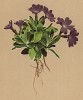 Примула Вульфа (Primula wulfeniana (лат.)) -- скальная примула (из Atlas der Alpenflora. Дрезден. 1897 год. Том IV. Лист 308)